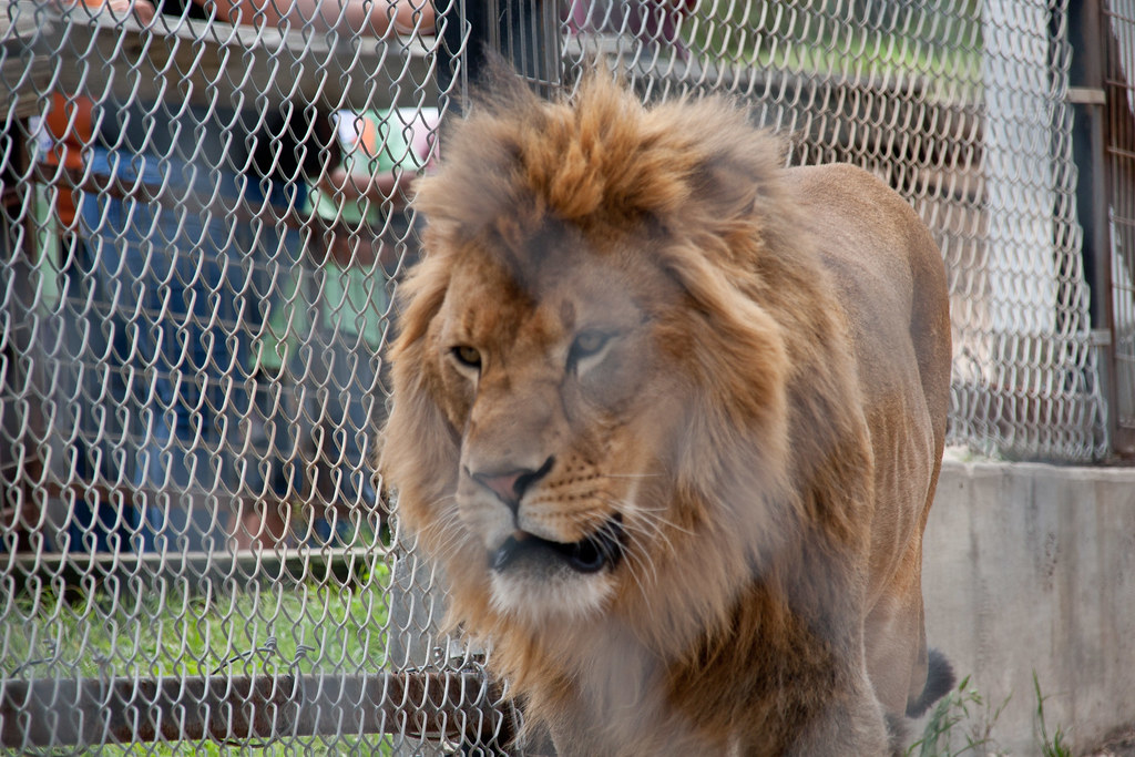 Pacing The Cage