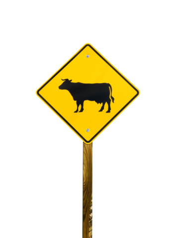 Weekly Devo: I Hit A Cow