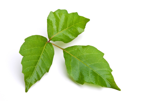 Weekly Devo: Poison Ivy