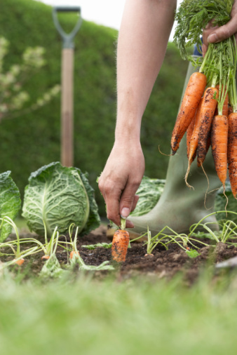 Community Garden